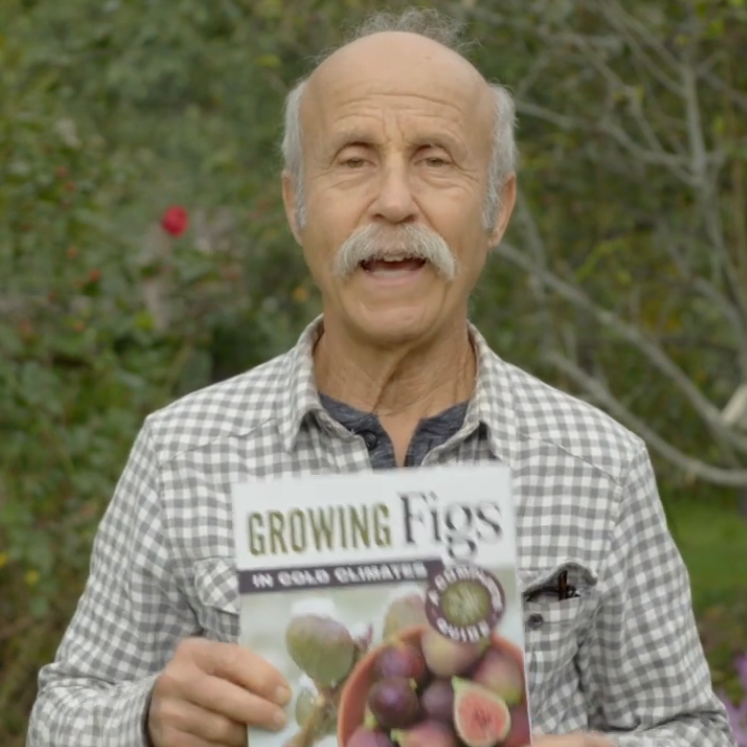 Growing Figs in Cold Climates