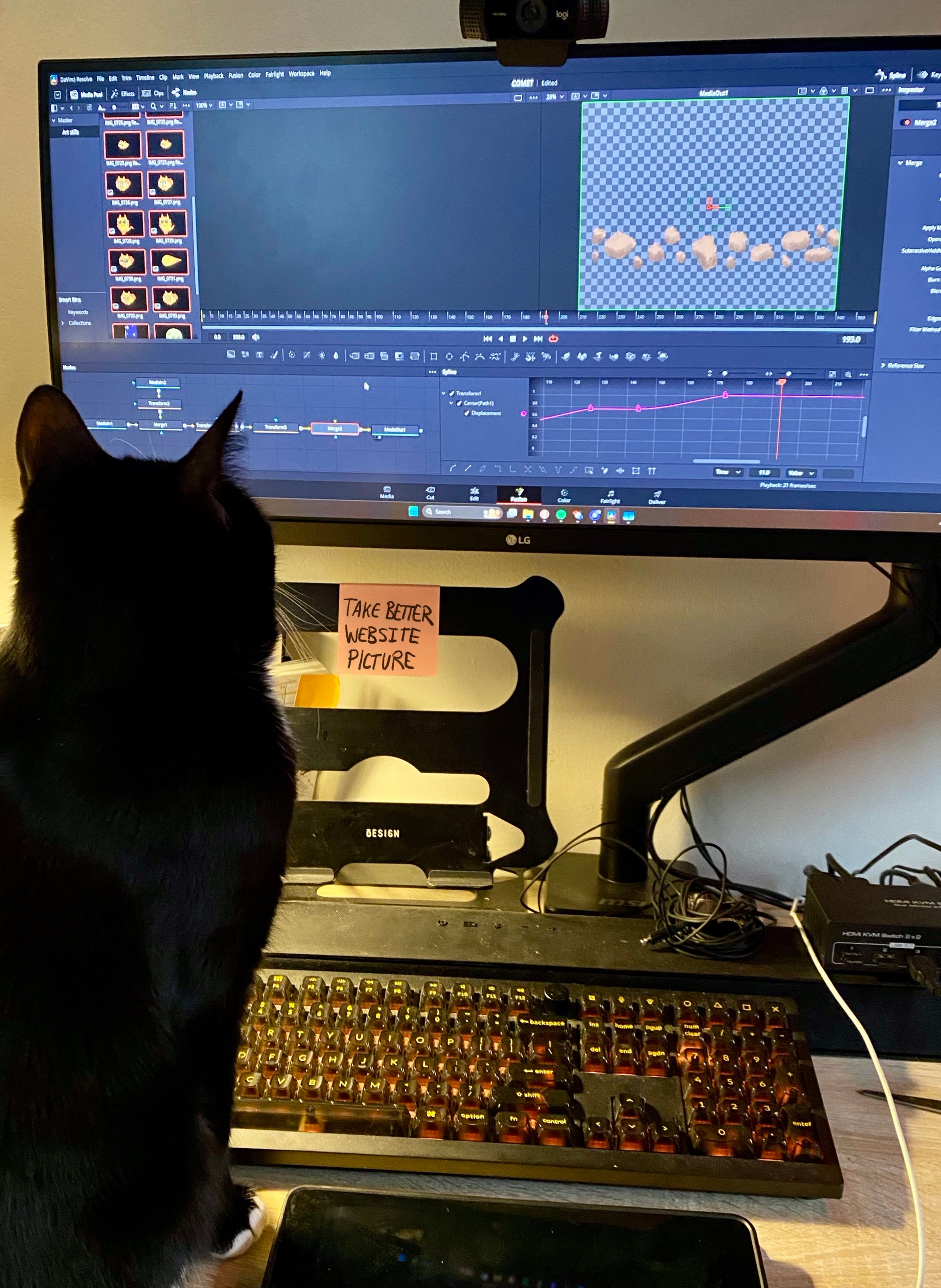Julian's cat